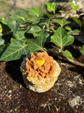 Cupcake Noisette pailletée